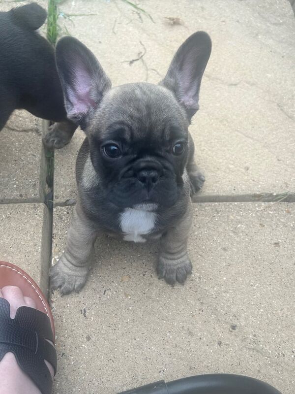 French Bulldog puppies for sale in Letchworth, Hertfordshire – KC registered, 8 weeks old