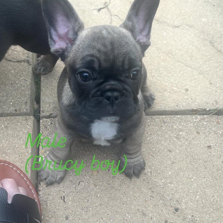 French Bulldog puppies for sale in Letchworth, Hertfordshire – KC registered, 8 weeks old - Image 2 of 3