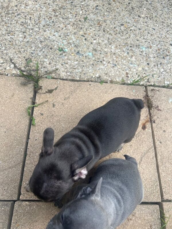 French Bulldog puppies for sale in Letchworth, Hertfordshire – KC registered, 8 weeks old - Image 3 of 3