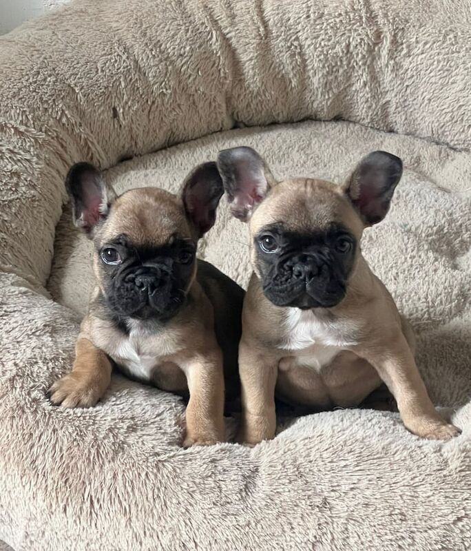 1 Girl 1 boy French Bull Dog for sale in Carlton, Nottinghamshire