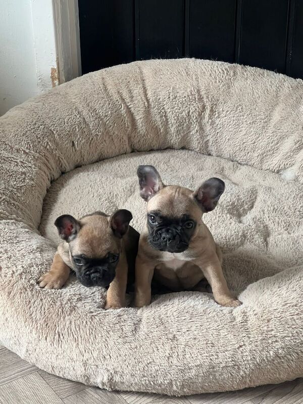 1 Girl 1 boy French Bull Dog for sale in Carlton, Nottinghamshire | Image 2