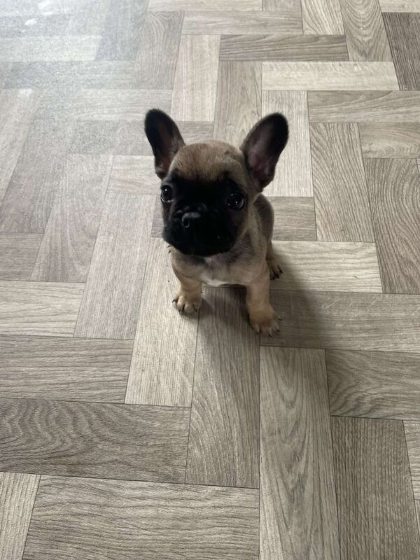 French Bulldog puppies for sale in Carlton, Nottinghamshire – KC registered, 8 months old - Image 3 of 3