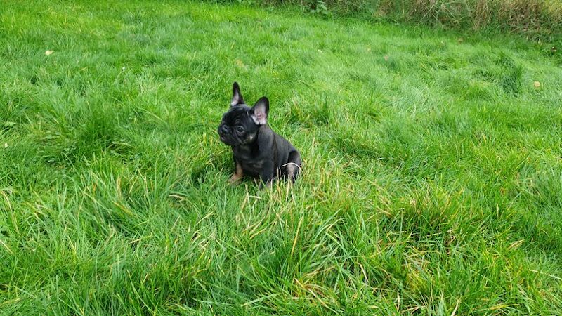 French Bulldog puppies for sale in Hursley, Hampshire – 3 months old