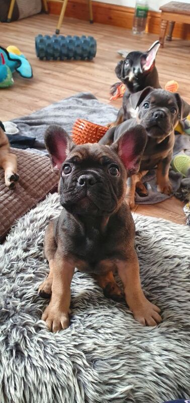French Bulldog puppies for sale in Winchester, Hampshire – 8 weeks old - Image 3 of 4