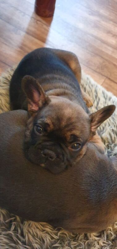 French Bulldog puppies for sale in Winchester, Hampshire – 8 weeks old - Image 4 of 4