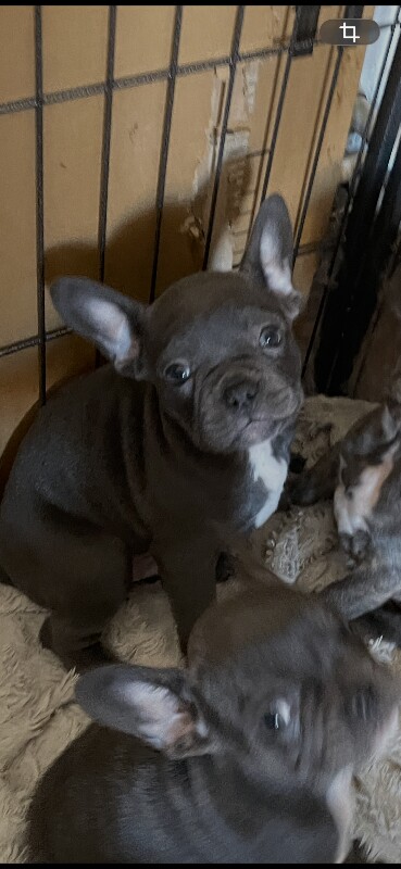 French Bulldog puppies for sale in South Ockendon, Essex – 9 weeks old