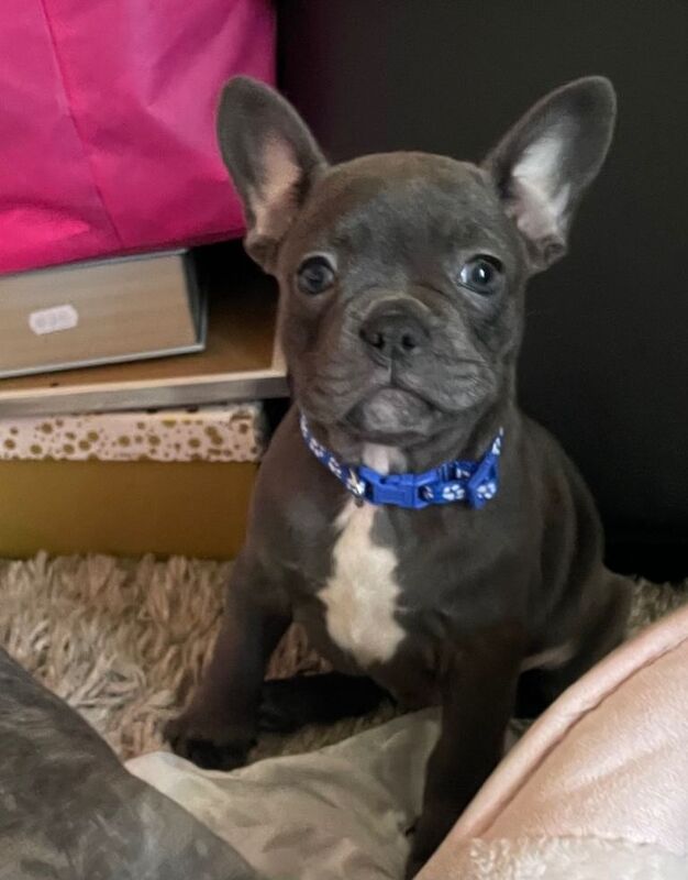 French Bulldog puppies for sale in South Ockendon, Essex – 9 weeks old - Image 2 of 3