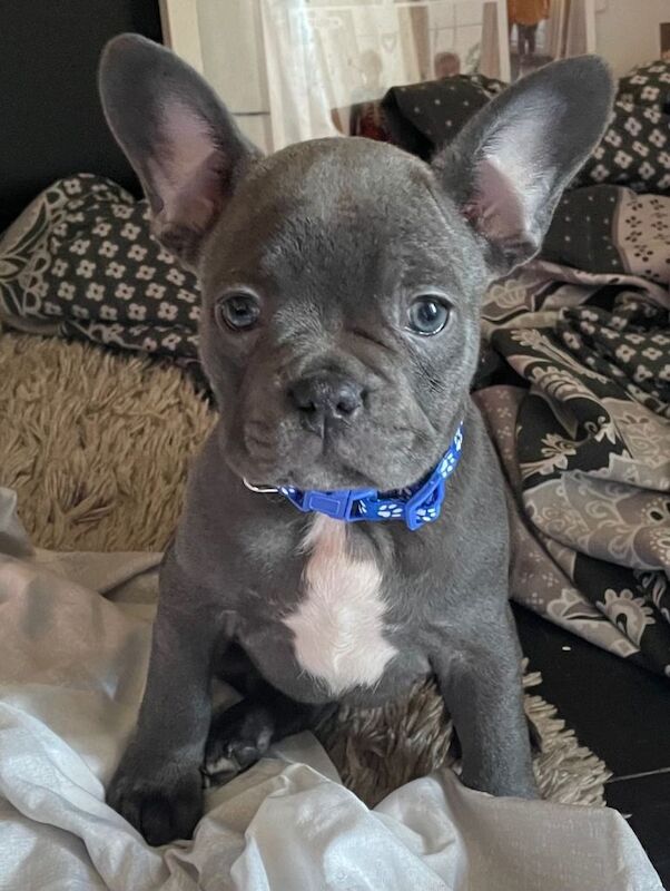 French Bulldog puppies for sale in South Ockendon, Essex – 9 weeks old - Image 3 of 3