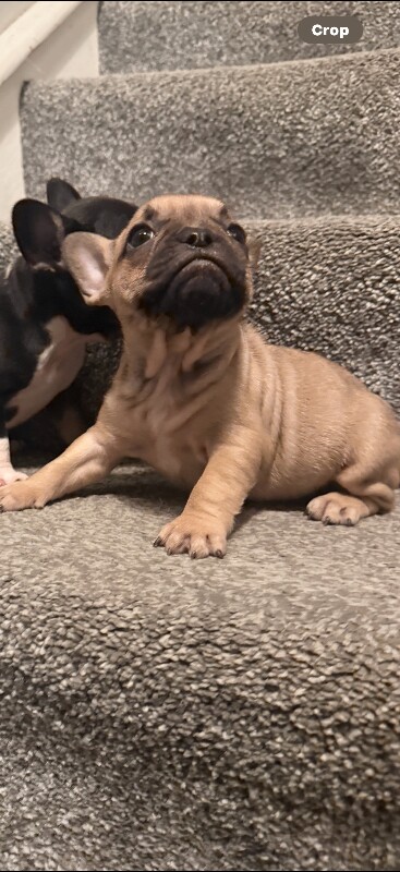 1 stunning female pup forsale .. puppies dog - Image 2 of 6