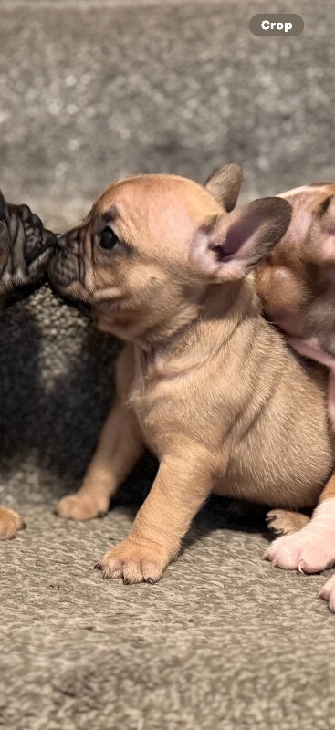 1 stunning female pup forsale .. puppies dog - Image 3 of 6