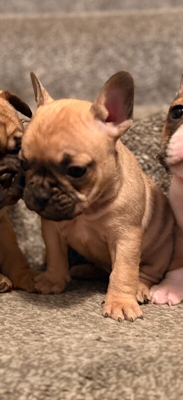 1 stunning female pup forsale .. puppies dog - Image 4 of 6