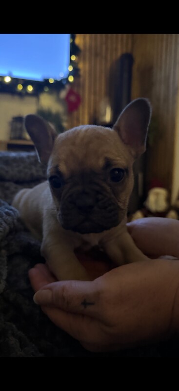 1 stunning female pup forsale .. puppies dog - Image 5 of 6
