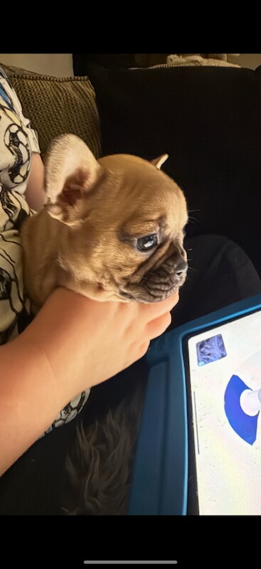 1 stunning female pup forsale .. puppies dog - Image 6 of 6