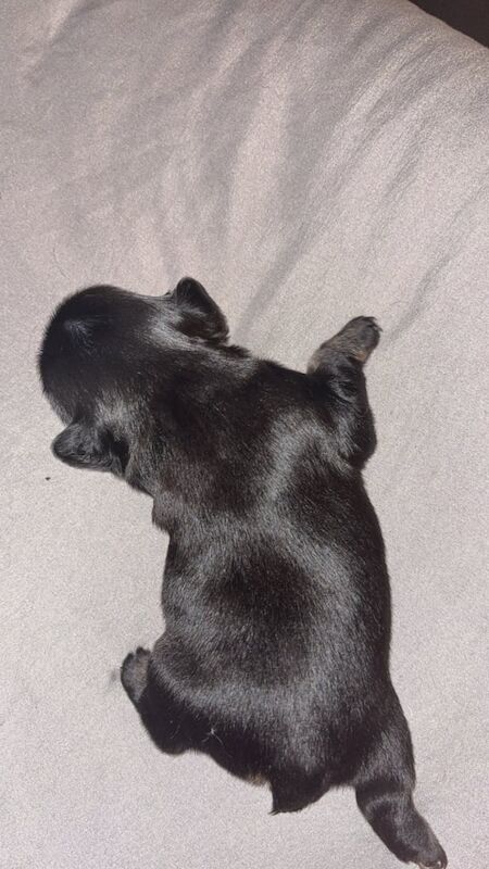 1 week old fluffy French bulldogs - Image 2 of 3