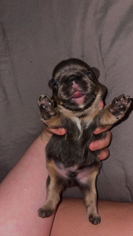 1 week old fluffy French bulldogs - Image 3 of 3