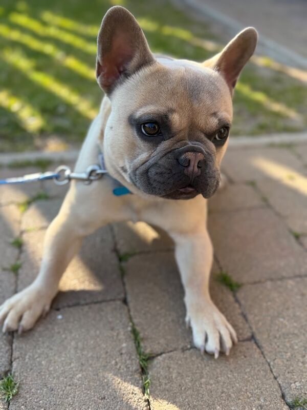 1 year old Blue Fawn French Bulldog for sale in Larne, County Antrim