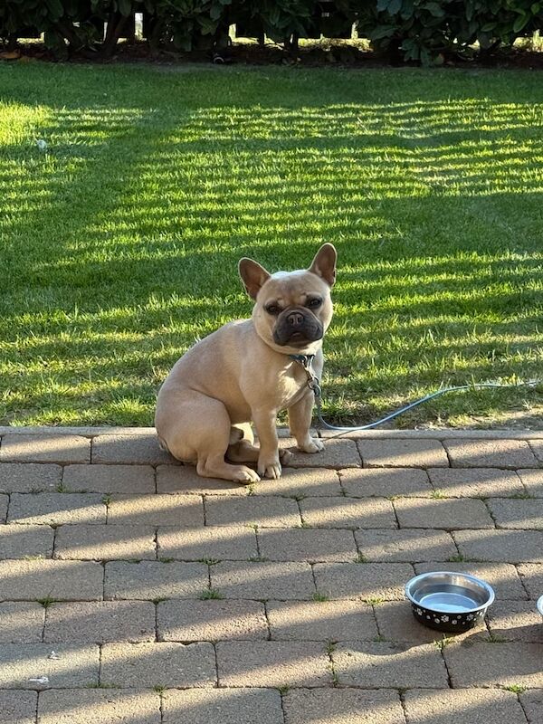 1 year old Blue Fawn French Bulldog for sale in Larne, County Antrim | Image 2