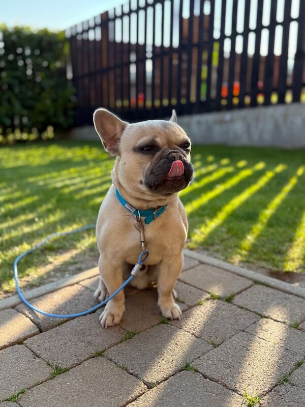 1 year old Blue Fawn French Bulldog for sale in Larne, County Antrim | Image 3