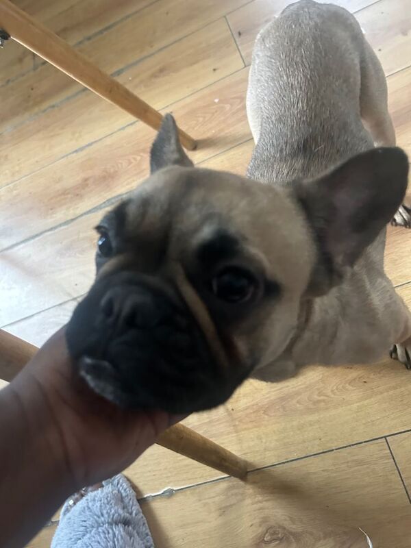 1 Year Old Female French Bulldog For Sale £250 MUST GO!!