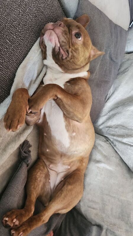 French Bulldog puppies for sale in Southampton, Hampshire – 1 year old