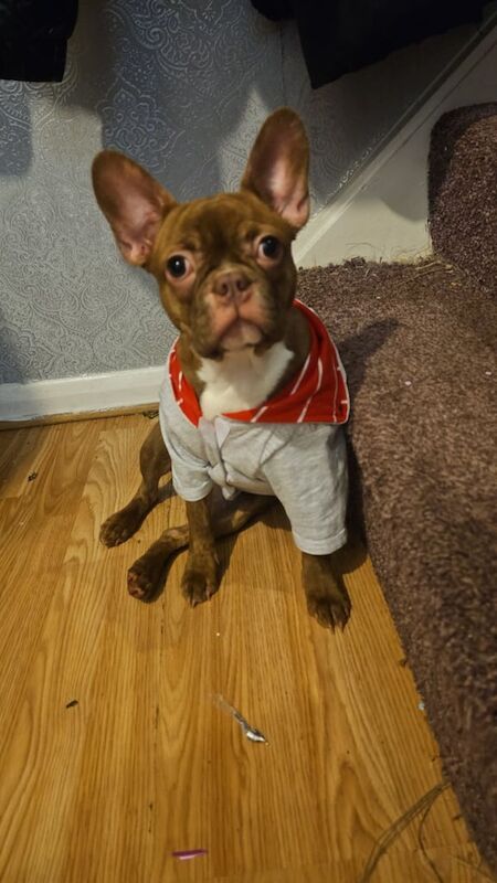 French Bulldog puppies for sale in Southampton, Hampshire – 1 year old - Image 2 of 3