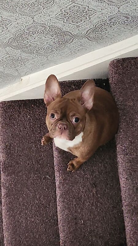 French Bulldog puppies for sale in Southampton, Hampshire – 1 year old - Image 3 of 3
