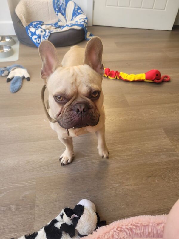 French Bulldog puppies for sale in Barnsley, South Yorkshire – 1 year old
