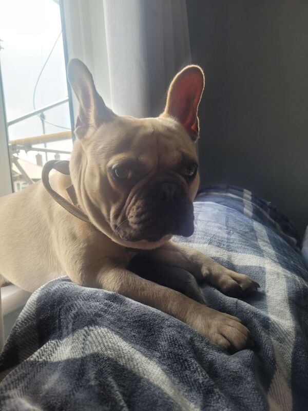 French Bulldog puppies for sale in Barnsley, South Yorkshire – 1 year old - Image 2 of 6