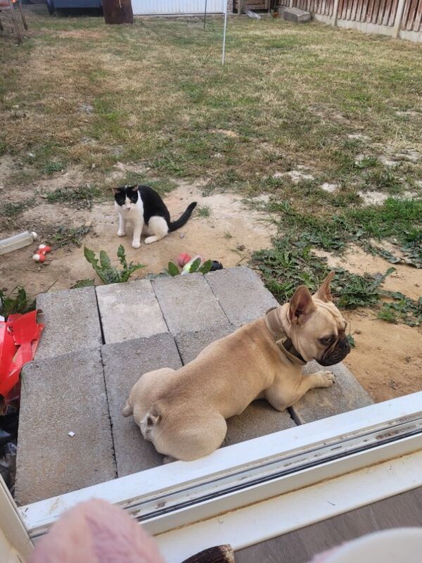 French Bulldog puppies for sale in Barnsley, South Yorkshire – 1 year old - Image 3 of 6