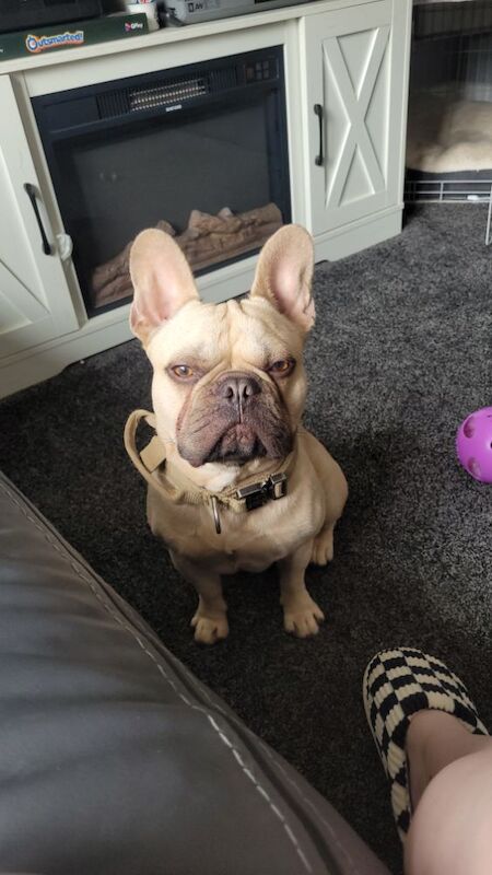 French Bulldog puppies for sale in Barnsley, South Yorkshire – 1 year old - Image 4 of 6