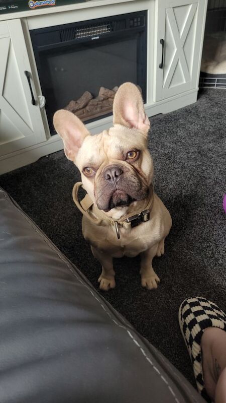 French Bulldog puppies for sale in Barnsley, South Yorkshire – 1 year old - Image 5 of 6