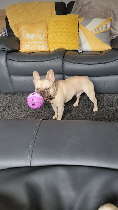 French Bulldog puppies for sale in Barnsley, South Yorkshire – 1 year old - Image 6 of 6