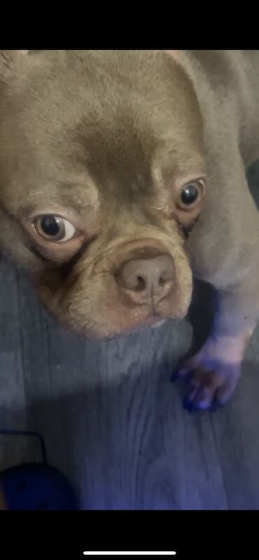French Bulldog puppies for sale in London – 11 months old - Image 1 of 3