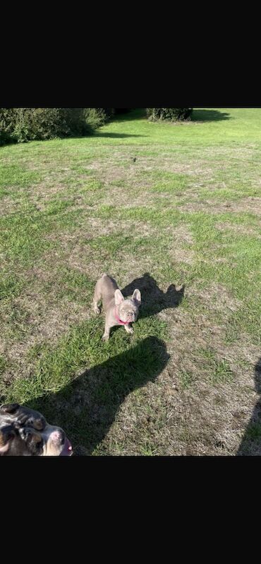 French Bulldog puppies for sale in London – 11 months old - Image 2 of 3