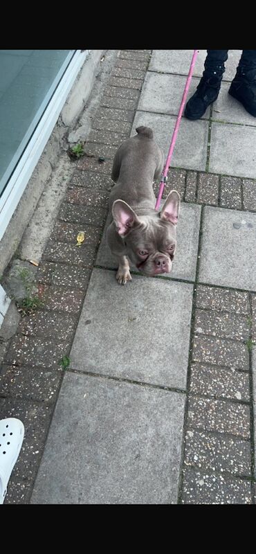 French Bulldog puppies for sale in London – 11 months old - Image 3 of 3