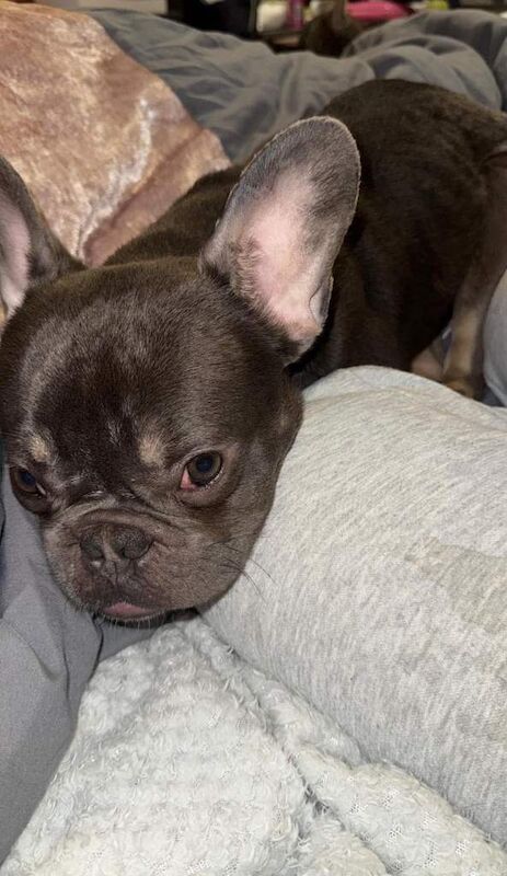French Bulldog Puppies For Sale Under £1,000