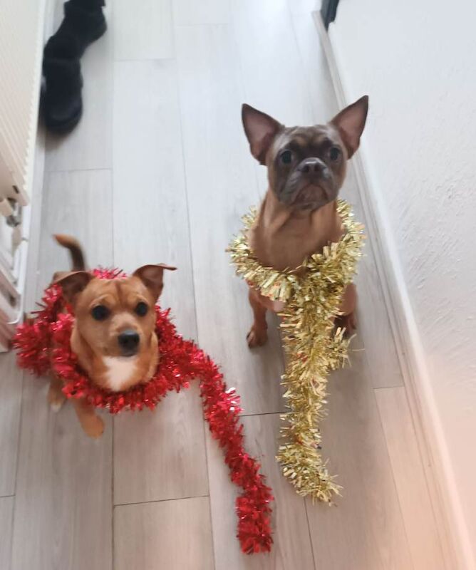 French Bulldog puppies for sale in Basildon, Essex – 1 year old