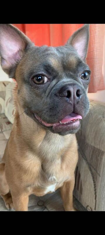 French Bulldog puppies for sale in Basildon, Essex – 1 year old - Image 2 of 3