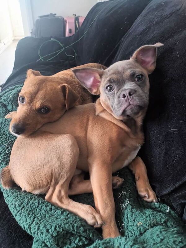 French Bulldog puppies for sale in Basildon, Essex – 1 year old - Image 3 of 3