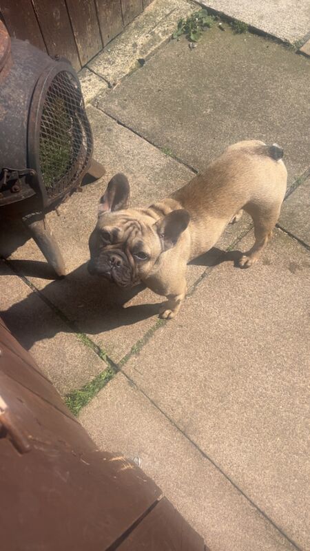 French Bulldog puppies for sale in Bath, Somerset – KC registered, 1 year old