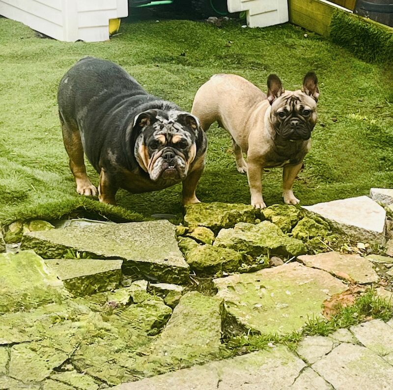French Bulldog puppies for sale in Bath, Somerset – KC registered, 1 year old - Image 2 of 3