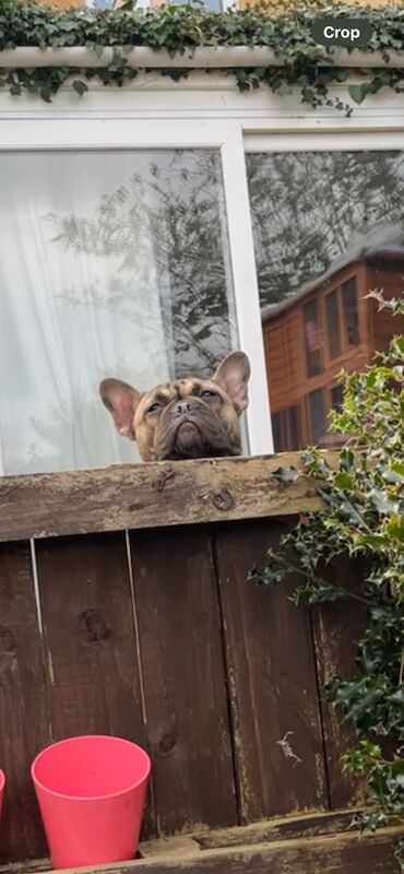 French Bulldog puppies for sale in Bath, Somerset – KC registered, 1 year old - Image 3 of 3