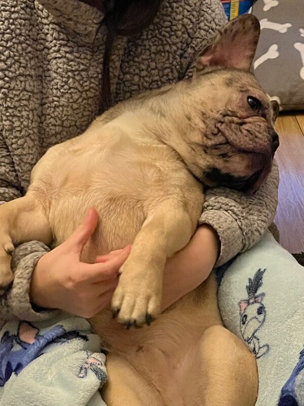 French Bulldog puppies for sale in West Midlands – 1 year old