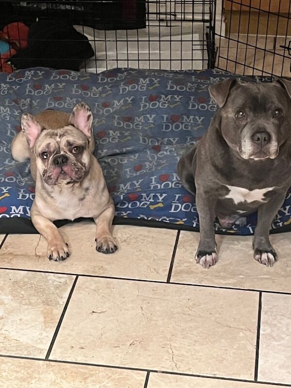 French Bulldog puppies for sale in West Midlands – 1 year old - Image 2 of 3
