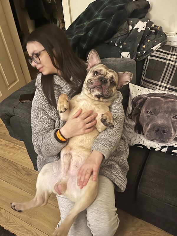 French Bulldog puppies for sale in West Midlands – 1 year old - Image 3 of 3