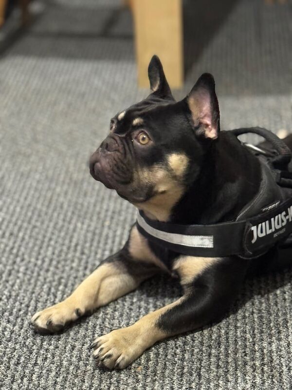 French Bulldog puppies for sale in Shrewsbury, Shropshire – 10 months old