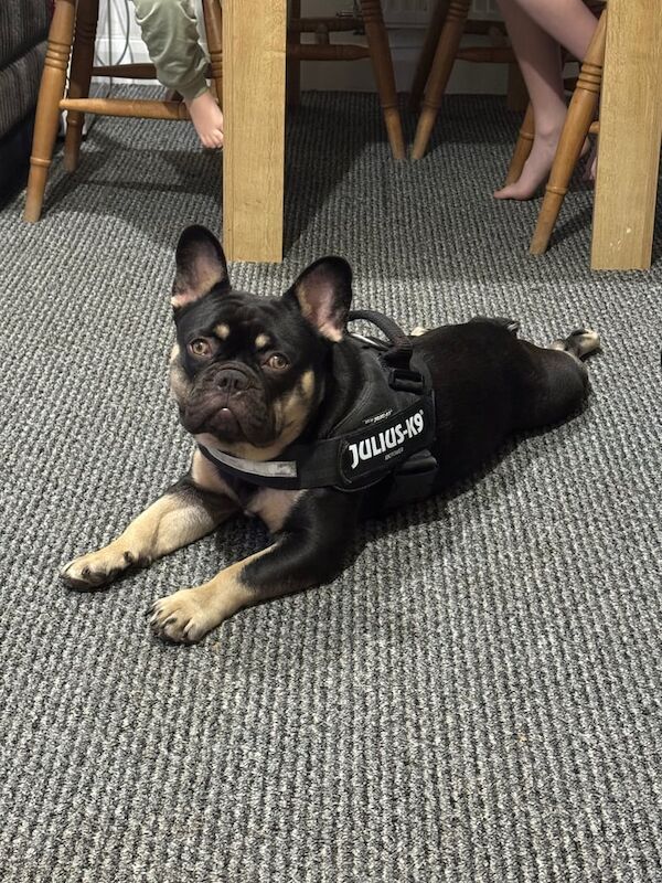 French Bulldog puppies for sale in Shrewsbury, Shropshire – 10 months old - Image 2 of 3