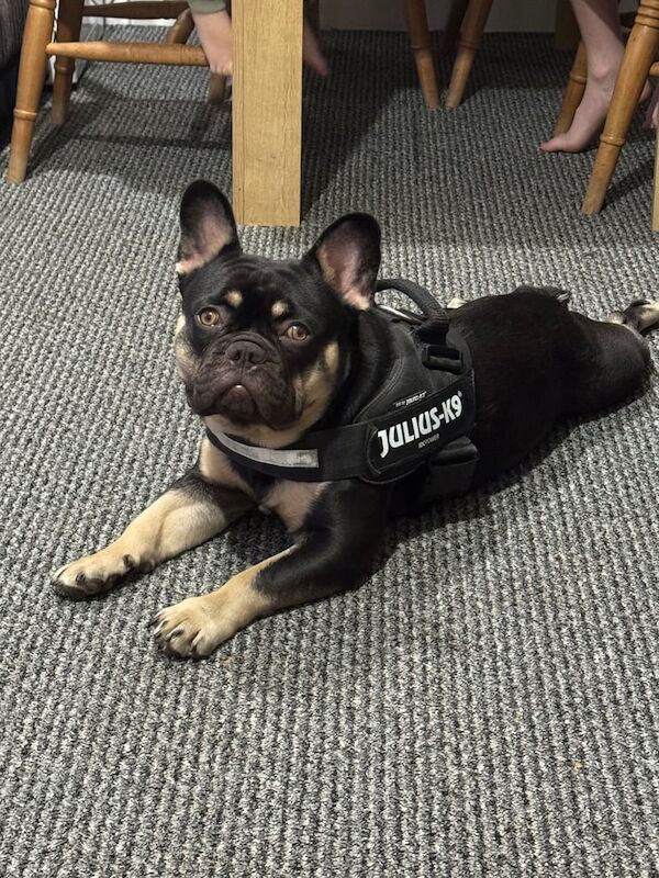 French Bulldog puppies for sale in Shrewsbury, Shropshire – 10 months old - Image 3 of 3