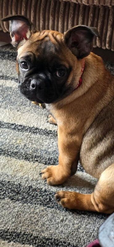 10 week old frug puppy girl