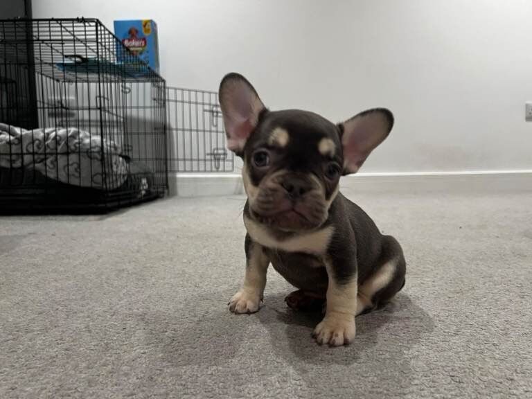 French Bulldog puppies for sale in Cheltenham, Gloucestershire – 10 weeks old